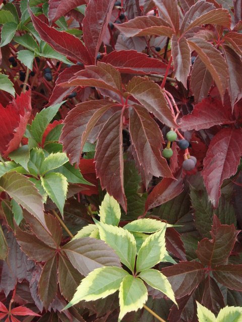 Parthenocissus quinquefolia feuille automne